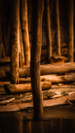 Close-up of tree trunk in forest