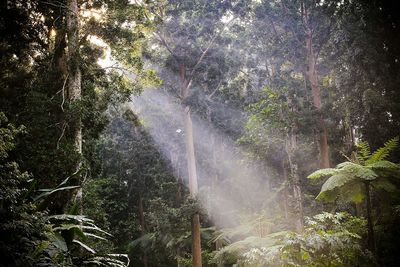 Trees in forest