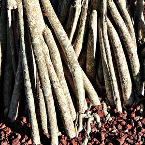 Stack of firewood