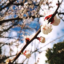 Low angle view of cherry blossom