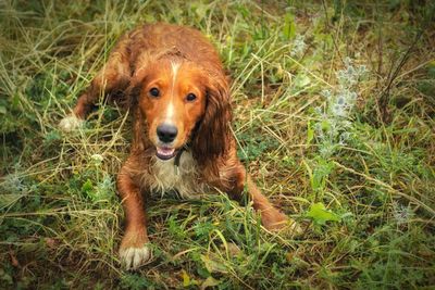 Beloved dog, dog, cocker spaniel, pet, walk, walking, summer,  happy, holiday, nice day 