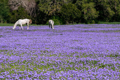 View of an animal on field