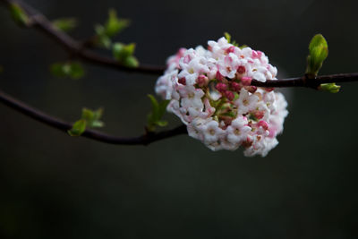 Close-up of pink cherry blossom