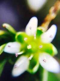 Close-up of flowers