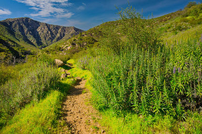 landscape
