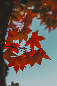 Low angle view of tree against sky