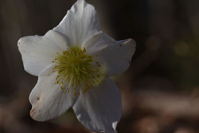 Close-up of white flowering plant