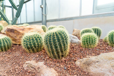 Cactus plants growing in greenhouse