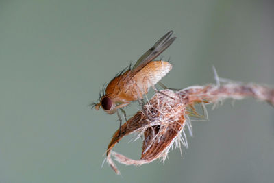 Close-up of fly