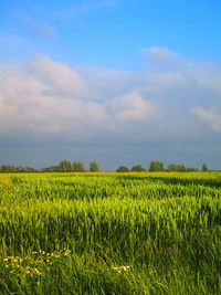 Scenic view of agricultural field against sky