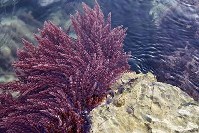 Close-up of coral in sea