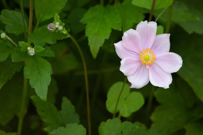 Close-up of flowering plant