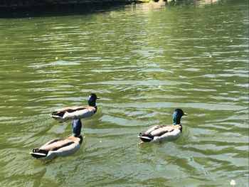 High angle view of ducks swimming in lake