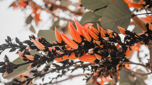 Close-up of orange leaves on branch