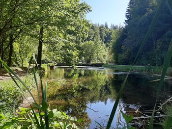 Scenic view of lake in forest