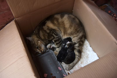 High angle view of dog sleeping