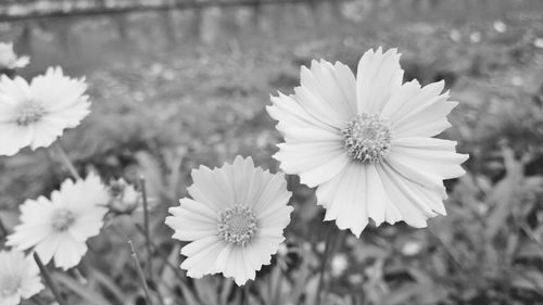 Close-up of daisy flower