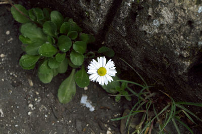 High angle view of white flower blooming outdoors