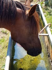 Close-up of a horse