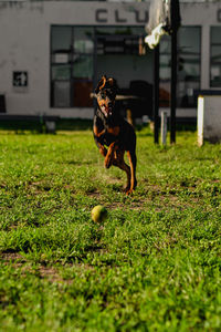 Dog playing with ball on field