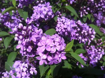 Close-up of purple lilac blooming outdoors