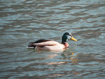 View of ducks swimming in lake