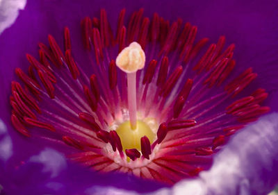 Close-up of pink flower blooming outdoors