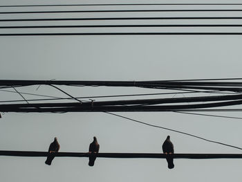 Low angle view of birds perching on cable