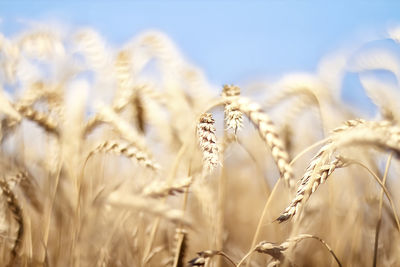 Close-up of wheat growing on field against sky