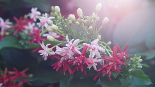 Close-up of pink flowering plant