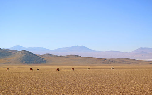 Group of llama grazing in the meadow at andes foothills, the bolivian altiplano, bolivia