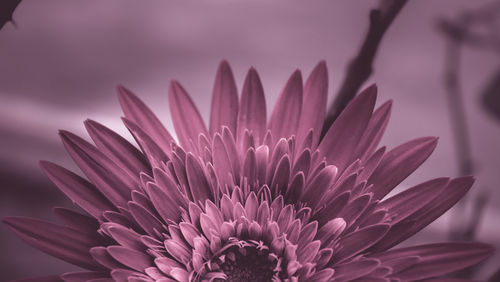 Close-up of pink flower