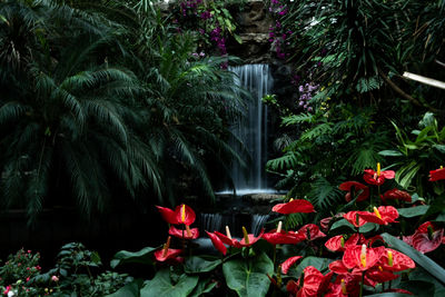 Anthurium flowering plants in garden
