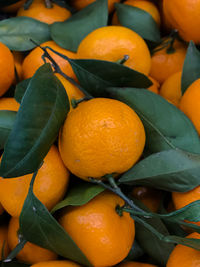 Close-up of orange fruits in market