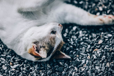 High angle view of a dog sleeping