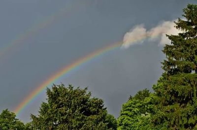 Low angle view of rainbow over trees