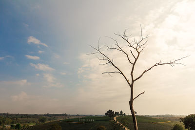 Bare tree on field against sky