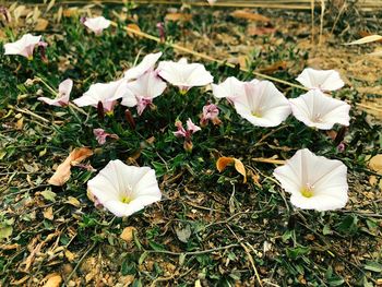 High angle view of white flowering plants on field