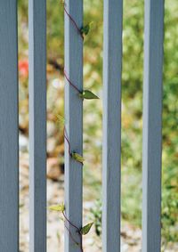 Close-up of fence against blurred background