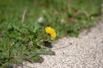 Close-up of yellow flowering plant on field