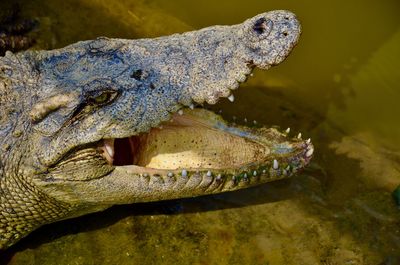 Close-up of crocodile in water