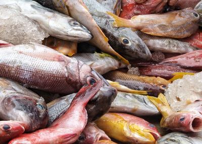 Full frame shot of fish for sale at market