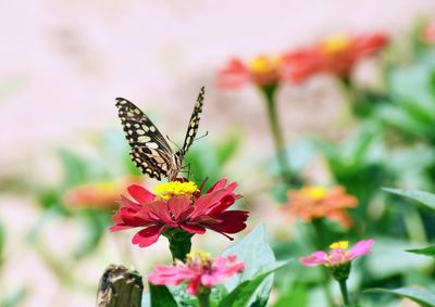 Close-up of butterfly on flower