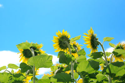 Sunflowers with sky in background