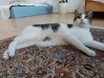 Cat lying on floor at home