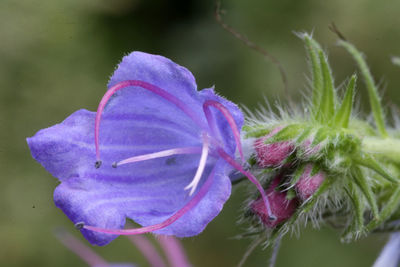 Close-up of purple rose flower