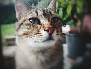 Close-up portrait of a cat