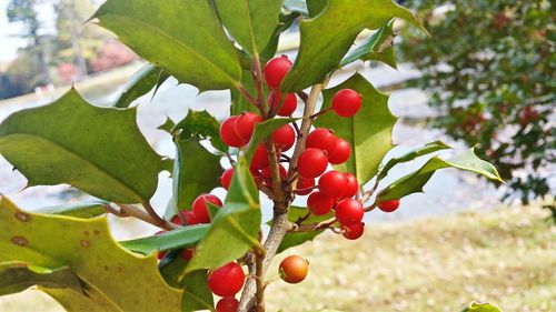 Close-up of red berries on tree