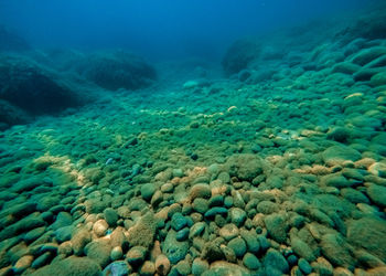 View of fish swimming in sea