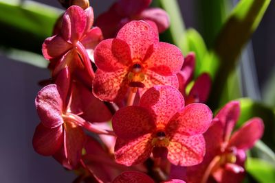 Close-up of pink orchids